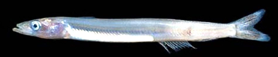 Ammodytes tobianus_05.jpg